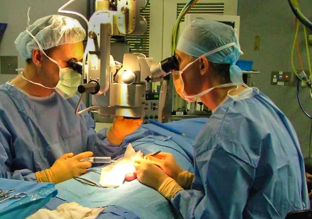 Sydney Vasectomy Reversal Clinic | doctor | 5 Everton Rd, Strathfield NSW 2135, Australia | 1300307166 OR +61 1300 307 166
