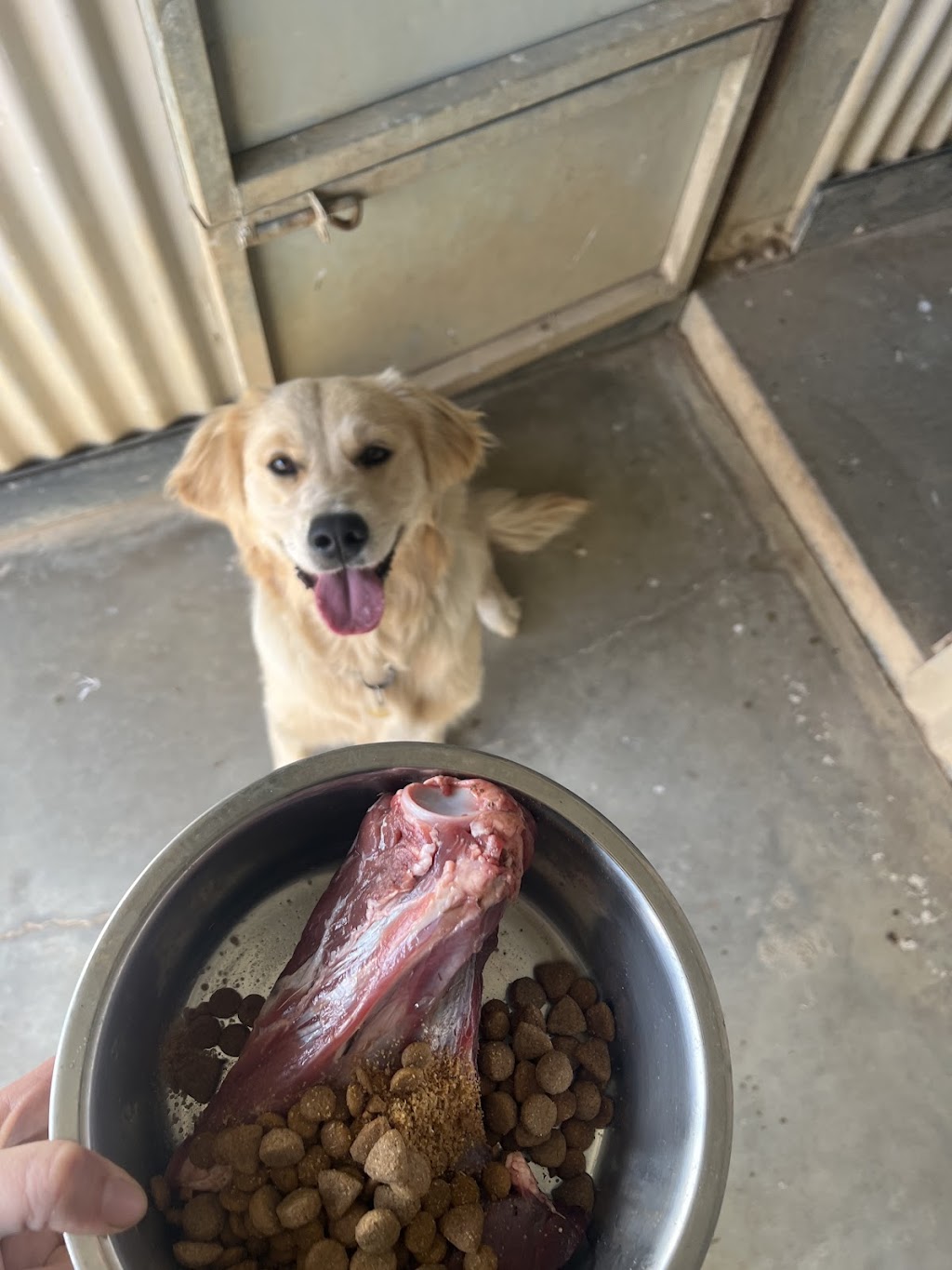 Hilltop Pups Dog Boarding | 2483 Freemantle Rd, Killongbutta NSW 2795, Australia | Phone: 0438 274 491