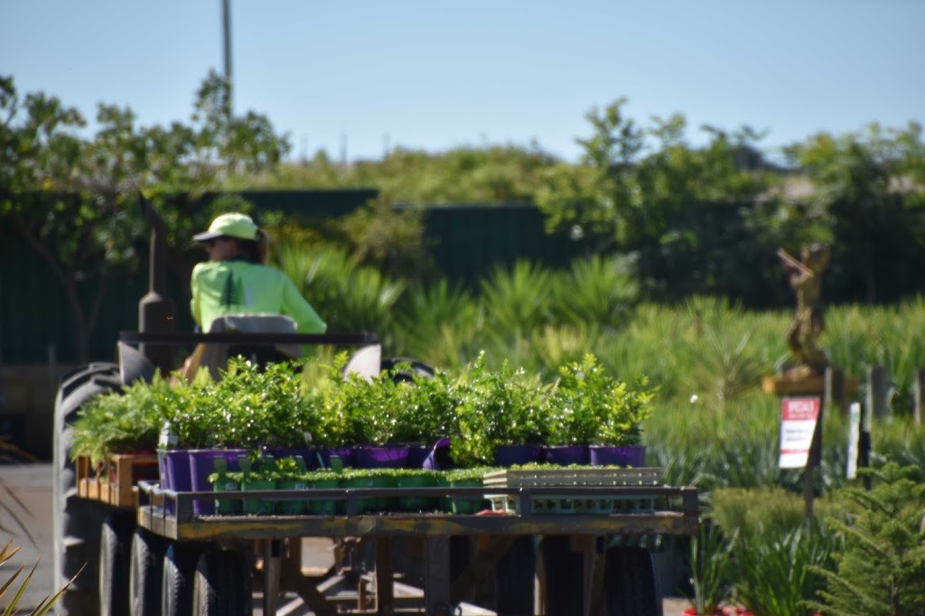 Benara Nurseries |  | 32 Safari Pl, Carabooda WA 6033, Australia | 0895619000 OR +61 8 9561 9000