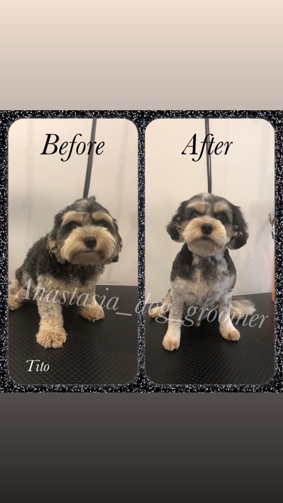 Anastasia’s dog grooming | 11 Hilda Rd, Baulkham Hills NSW 2153, Australia | Phone: 0404 974 407