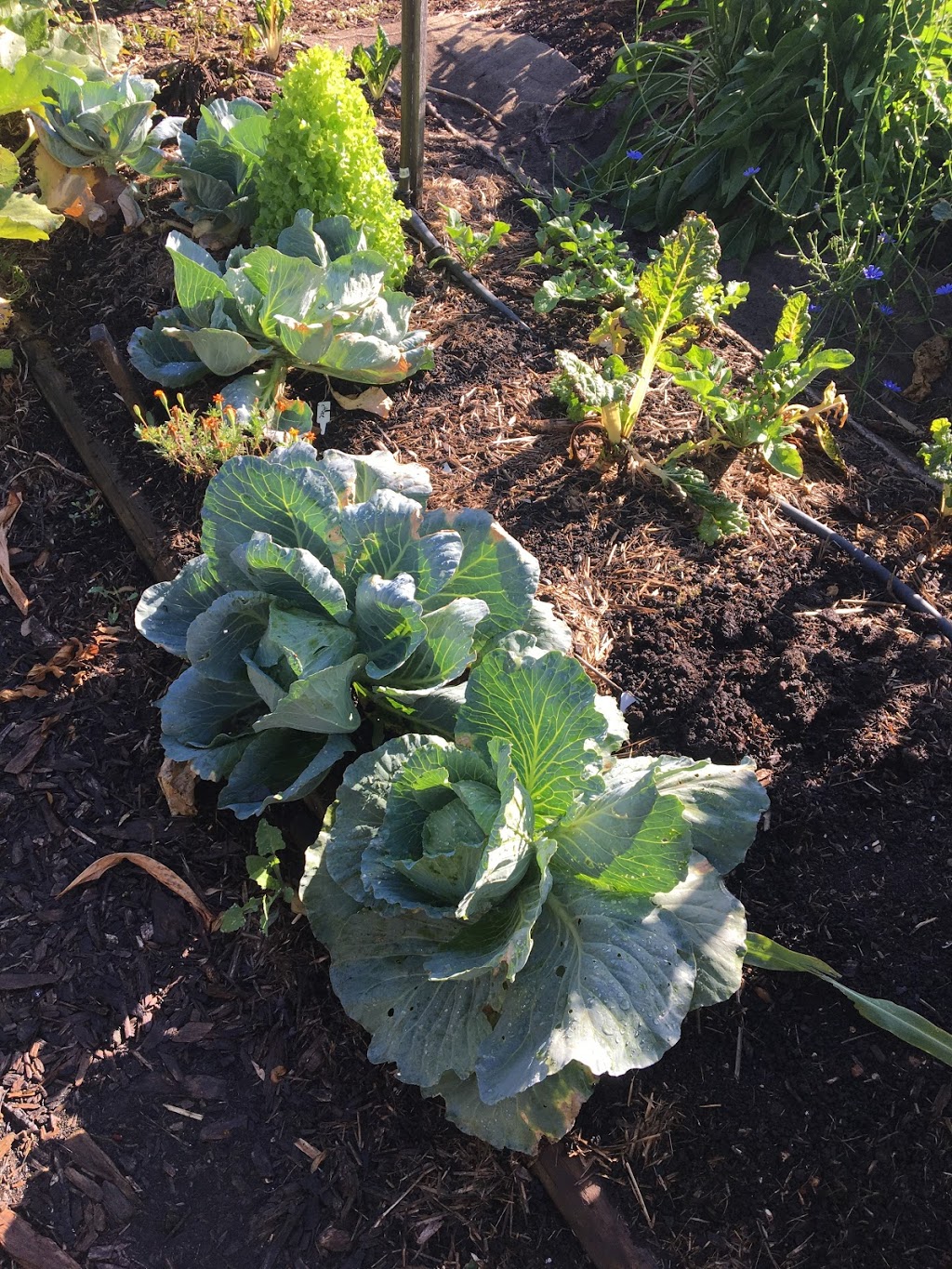 Lalor Park Community Garden | Parkside Dr, Lalor Park NSW 2147, Australia