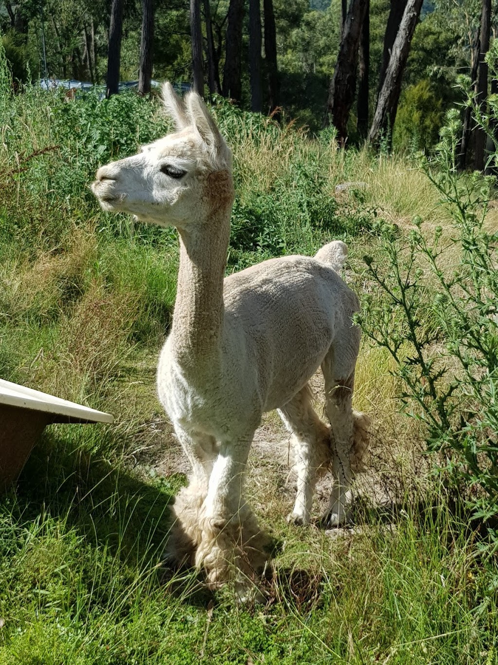Alpaca Ridge Farmstay B&B | 16 Cornelius Cres, Healesville VIC 3777, Australia | Phone: (03) 5962 3935