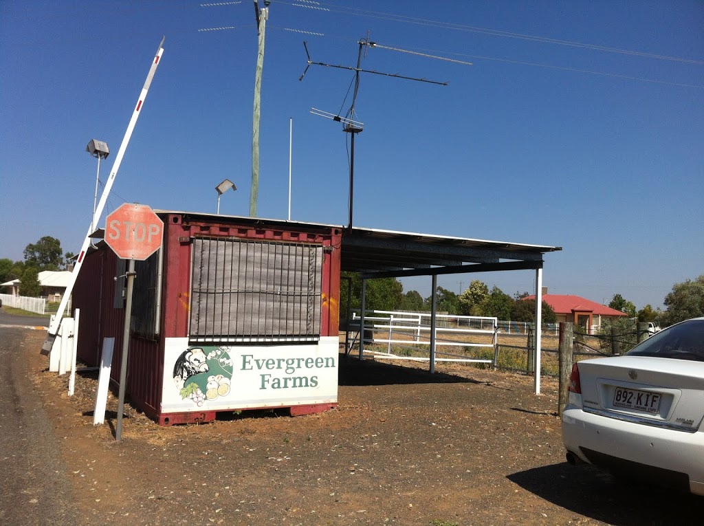 Evergreen Farms | 5449 Gregory Hwy, Emerald QLD 4720, Australia | Phone: 0487 367 175