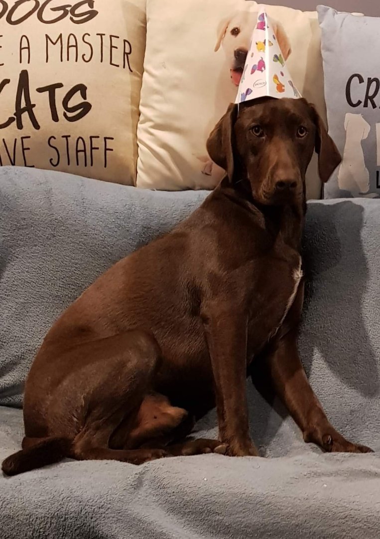 Sues Pet Transport | 8 Connaghan Ave, East Corrimal NSW 2518, Australia | Phone: 0456 813 583