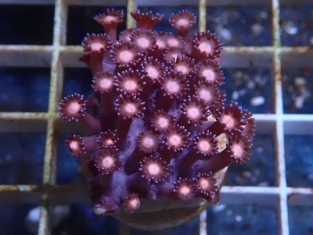 KF Coral | pet store | 6/53 Bailey Cres, Southport QLD 4215, Australia | 0474792942 OR +61 474 792 942