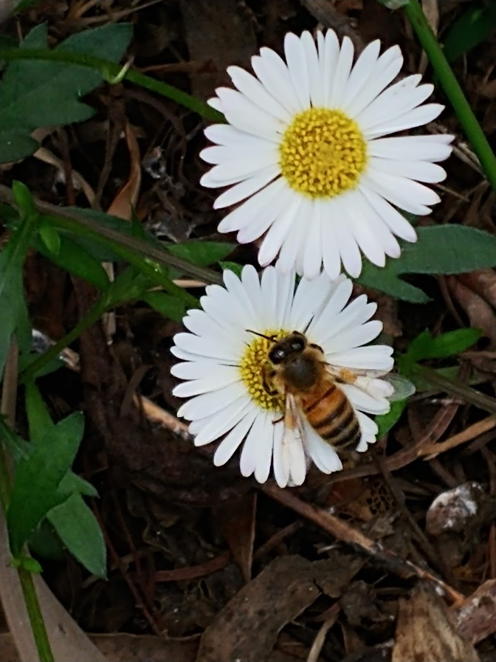 Hobart Honey Company | 41 Ruth Dr, Lenah Valley TAS 7008, Australia | Phone: 0438 252 231