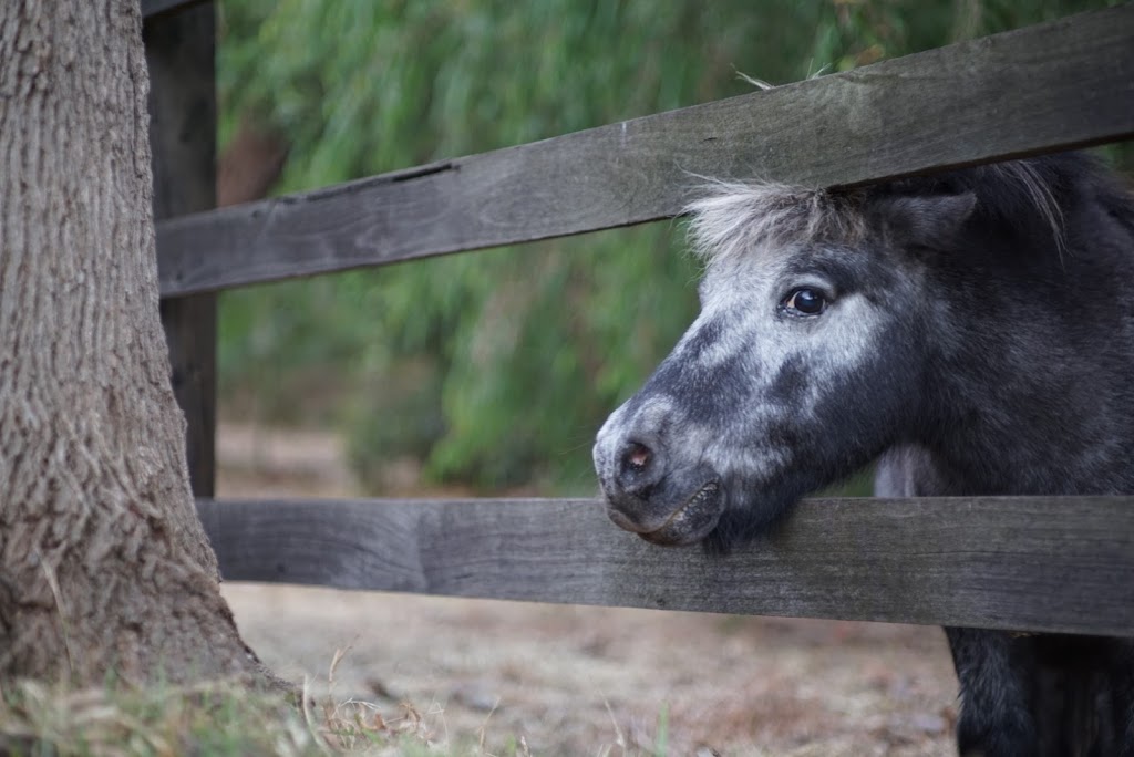 Melbourne Equine Assisted Counselling | Pearcedale Rd, Cranbourne South VIC 3977, Australia | Phone: 0434 437 637