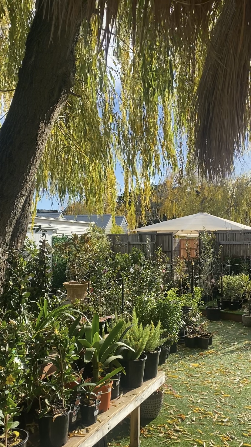 The Beach Willow Nursery & cafe | 1135 Surf Coast Hwy, Mount Duneed VIC 3217, Australia | Phone: 0413 345 574