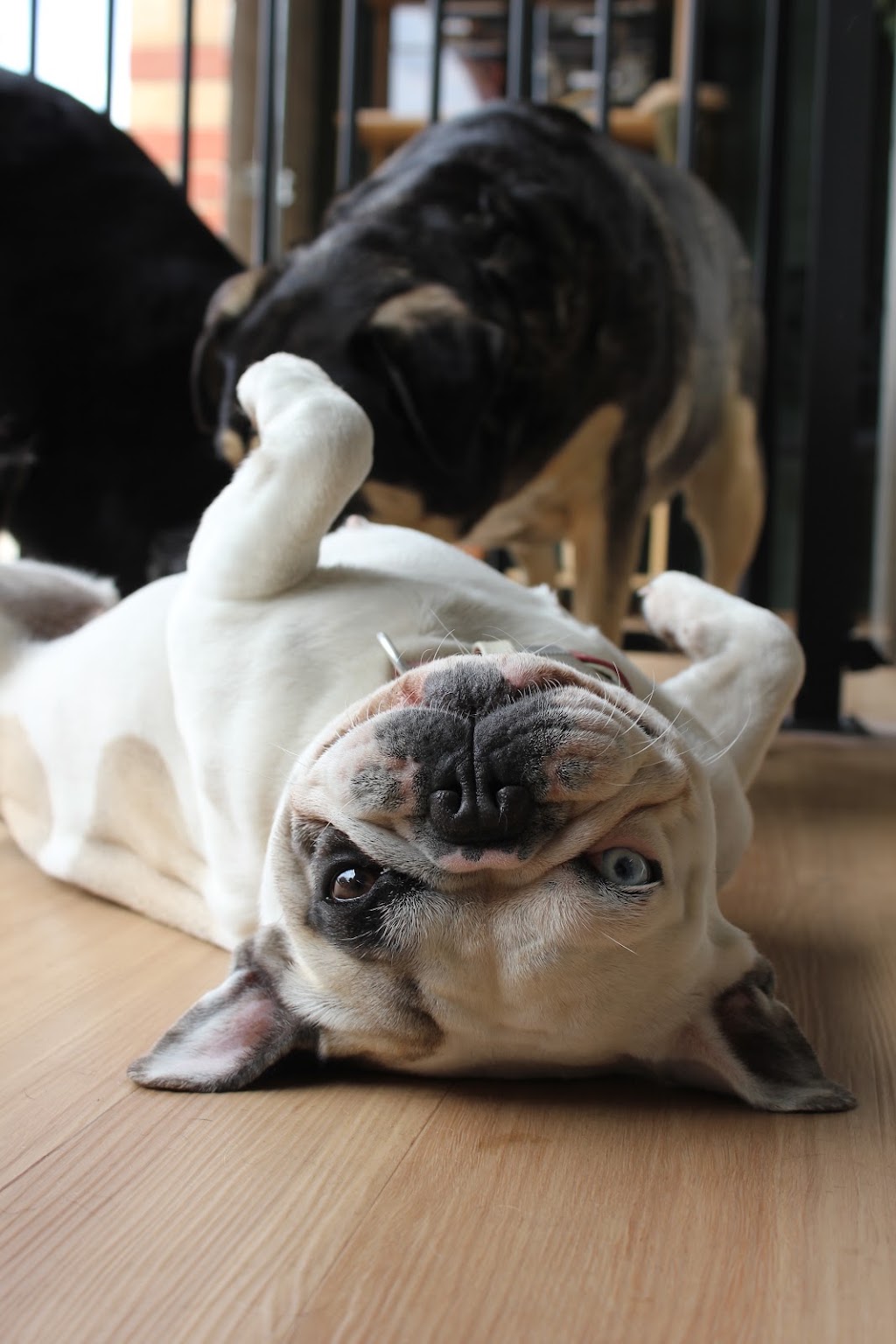Dribble & Drool Dog Grooming | 13 Georgia Cl, Tooradin VIC 3980, Australia | Phone: 0447 821 234