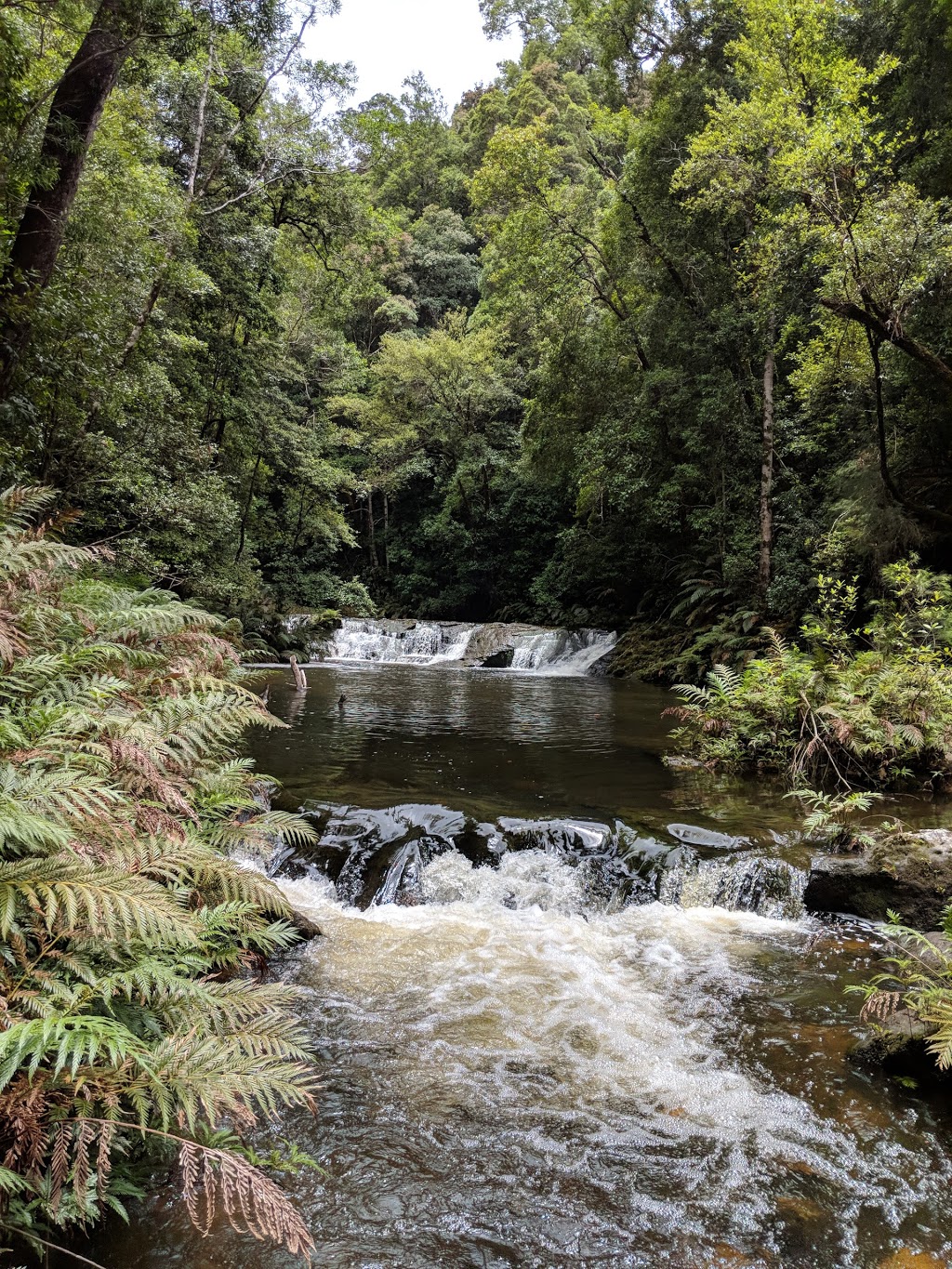 Whian Whian State Conservation Area | park | Minyon Falls Rd, Whian Whian NSW 2480, Australia | 0266270200 OR +61 2 6627 0200