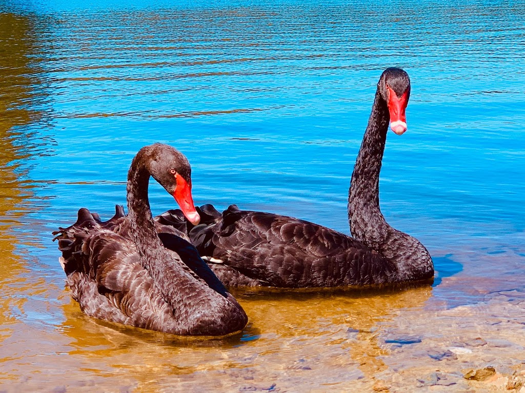 St Georges Lake | tourist attraction | St Georges Lake Rd, Creswick VIC 3363, Australia | 131963 OR +61 131963