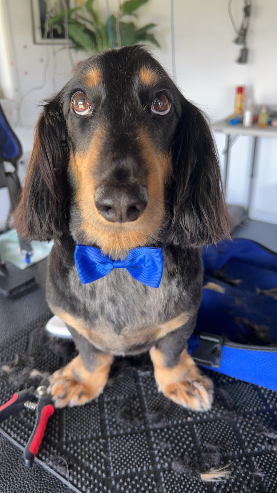 Little paws by staceylee | 46 Mulherin Dr, Mackay Harbour QLD 4740, Australia | Phone: 0447 142 687