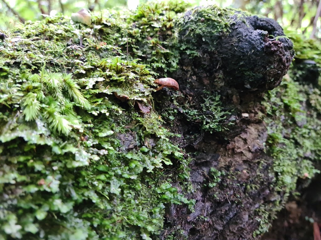 Wirrawilla Rainforest Walk | tourist attraction | Toolangi VIC 3777, Australia | 136186 OR +61 136186