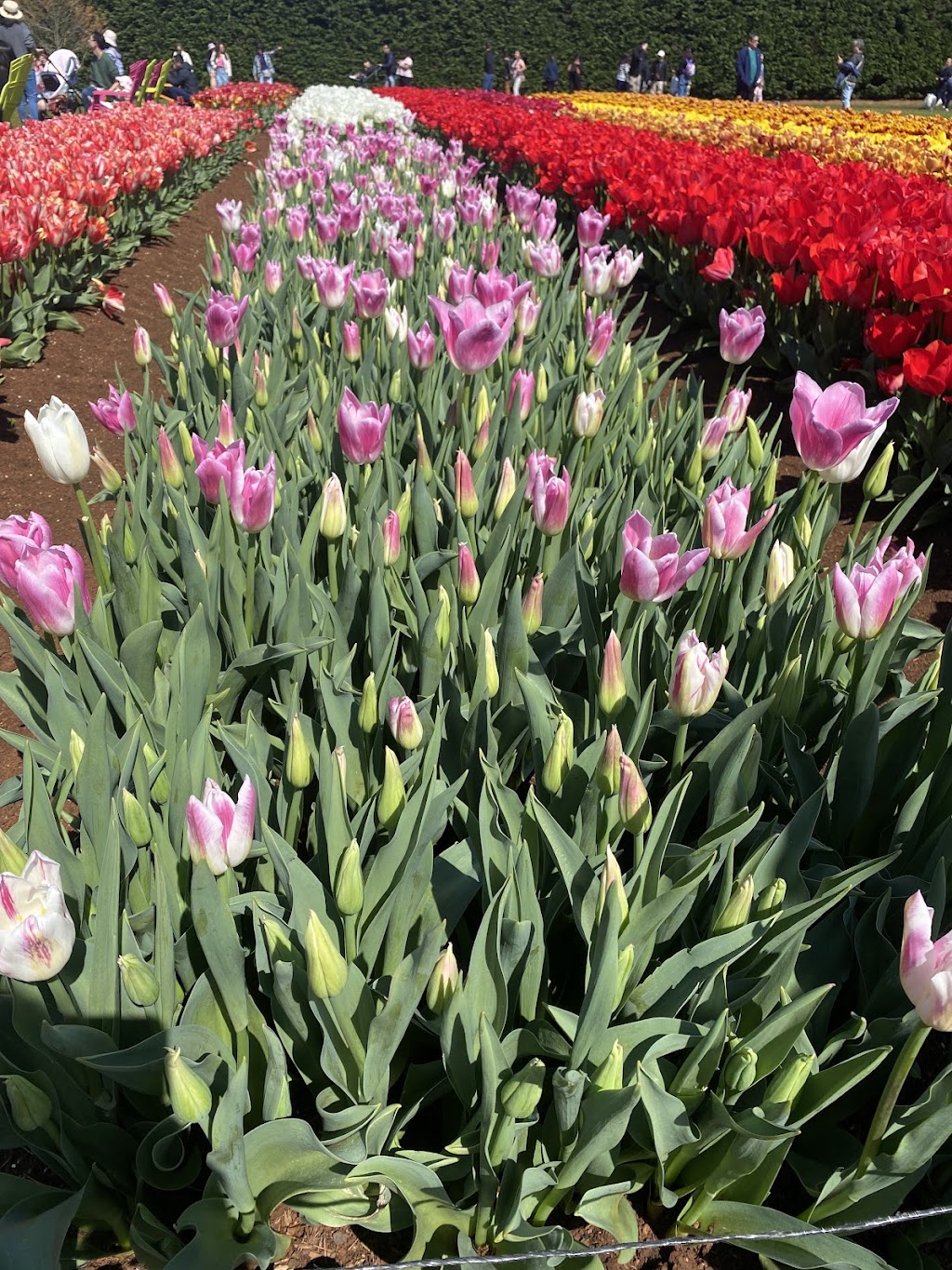 Red Earth Bulbs | 55 Spring Rd, Silvan VIC 3795, Australia | Phone: (03) 9737 9790