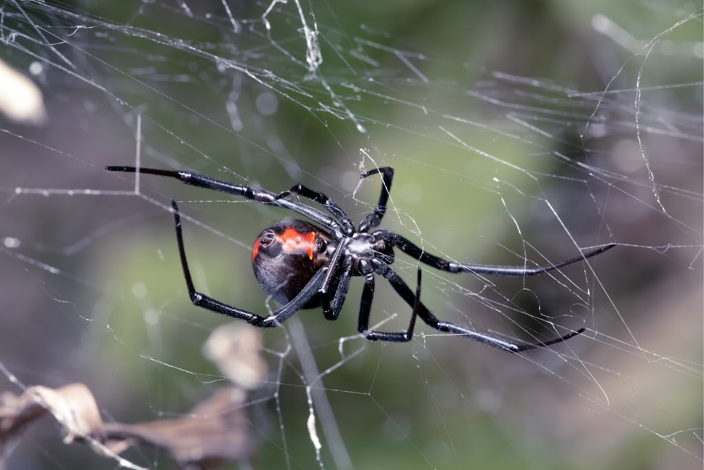 Give Ants The Boot Pest Control | 1/43 Netherton St, Nambour QLD 4560, Australia | Phone: 0477 610 371