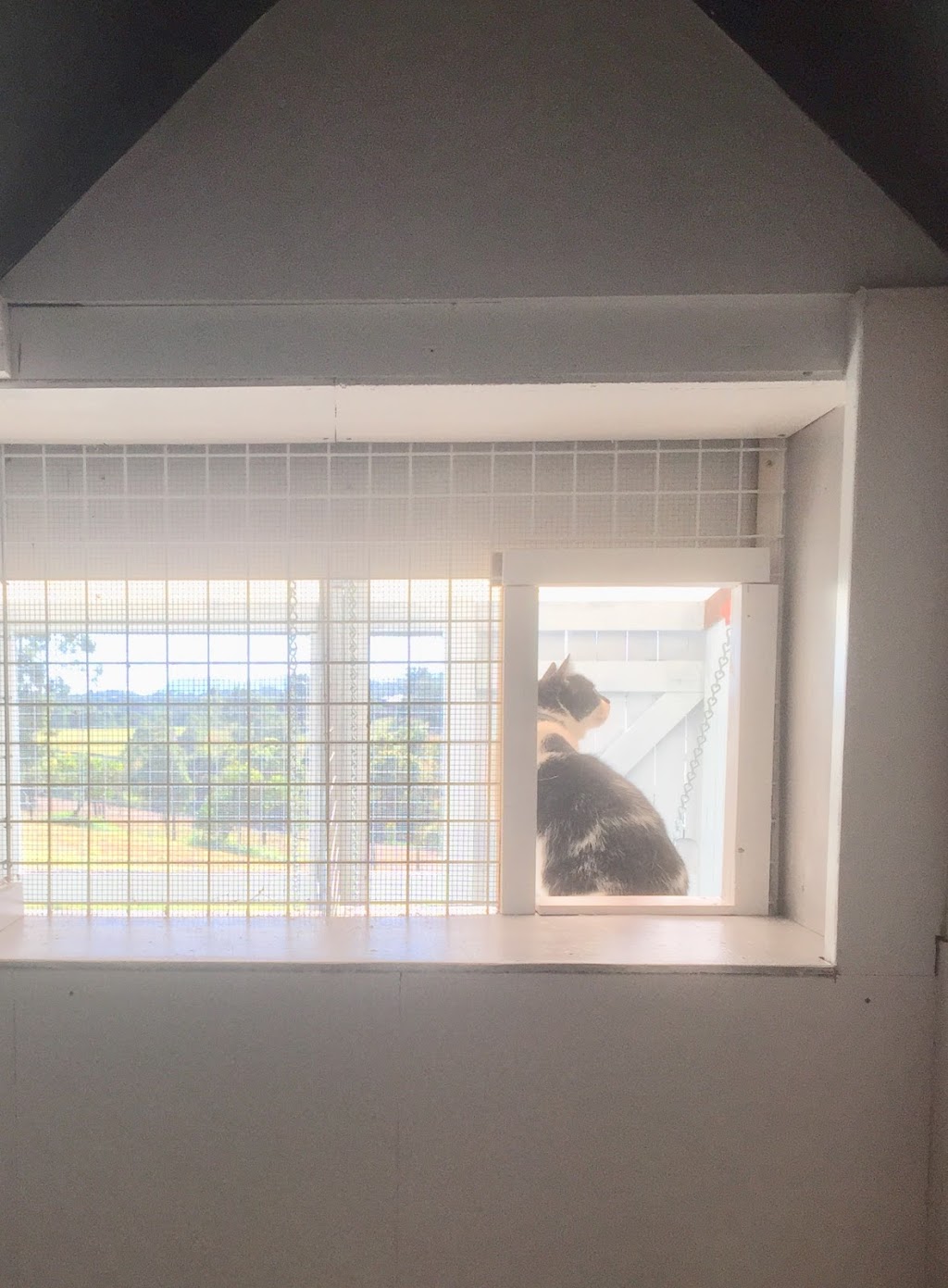 4 Paws Pet Boarding - Cattery Gympie, Cat Boarding Gympie | veterinary care | 110 Thomason Rd, Traveston QLD 4570, Australia | 0403646607 OR +61 403 646 607