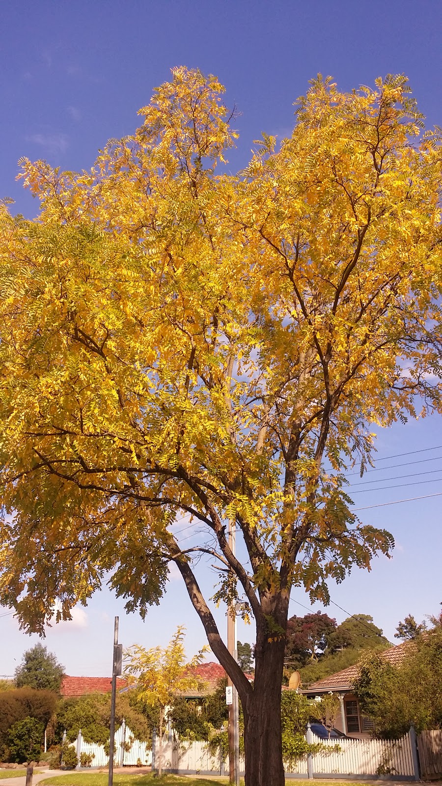 Lebanon Reserve | park | Strathmore VIC 3041, Australia