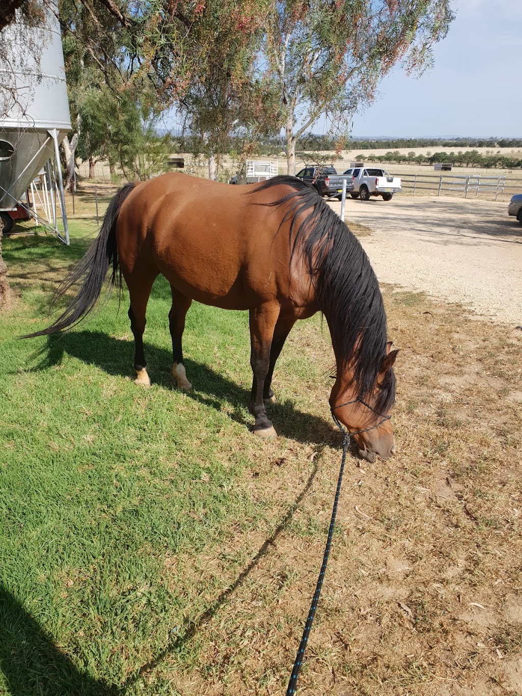 Pepper Tree Farm | veterinary care | 25 Canowindra Rd, Cowra NSW 2794, Australia | 0428414010 OR +61 428 414 010