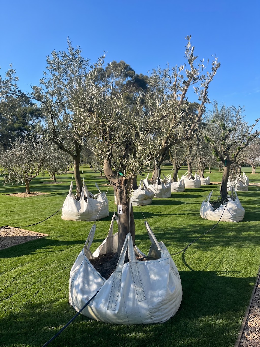 Pip and Olive - Olive Grove | 38 Cross Rd, Devon Meadows VIC 3977, Australia | Phone: 0419 560 971