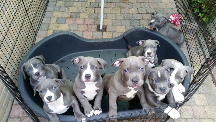 Staffy puppy for adoption | Great Ocean Rd, Lorne VIC 3232, Australia | Phone: 0468 134 315