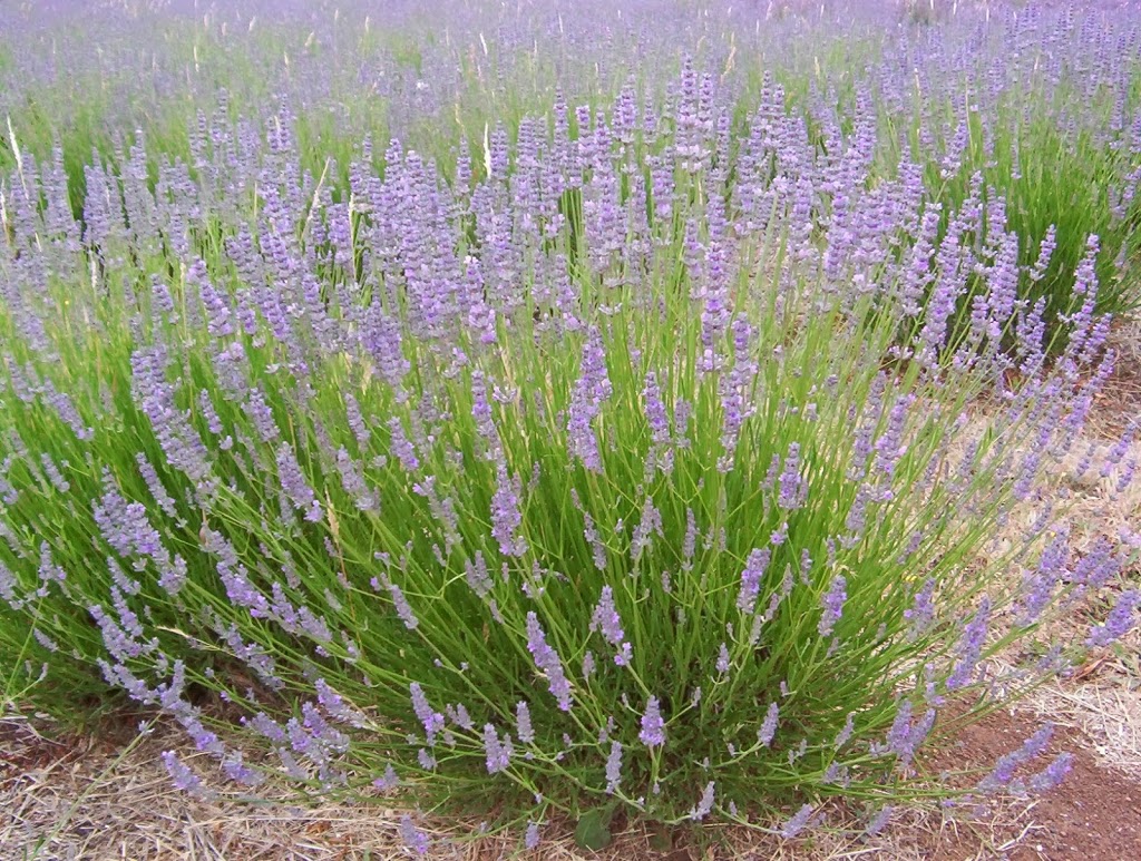 Mt Baimbridge Lavender | health | not open to public, Hamilton VIC 3300, Australia | 0418586918 OR +61 418 586 918