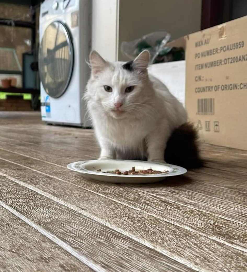 Forever Friends Animal Rescue | PLEASE NOTE: Open by appointment or pre-arrangement only, 680 Hazeldene Rd, Gladysdale VIC 3797, Australia | Phone: 0412 618 718