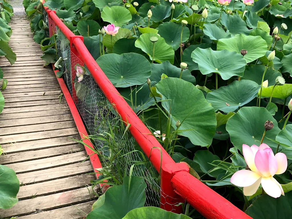 Blue Lotus Water Garden | Yarra Junction VIC 3797, Australia