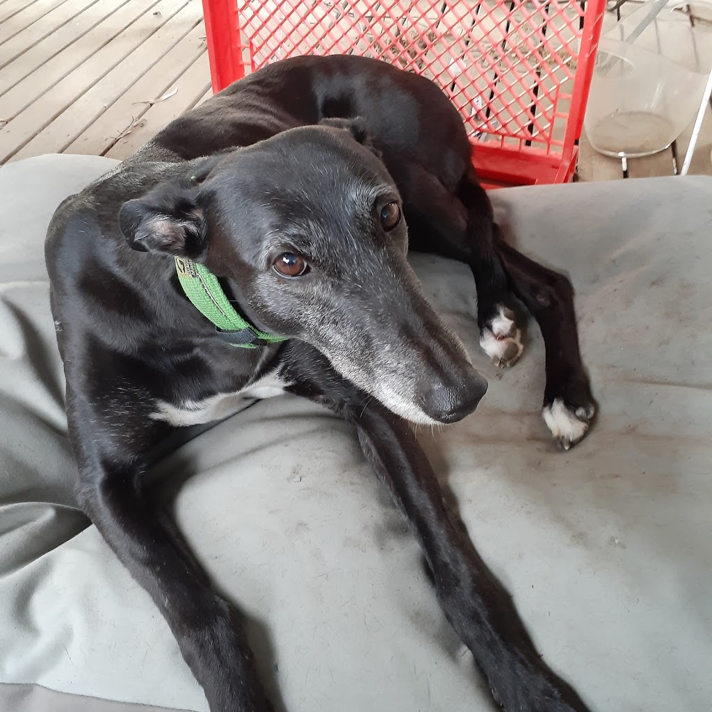 Greyhound Adoption Program | 298 Goulburn Valley Hwy, Seymour VIC 3660, Australia | Phone: (03) 5799 0166