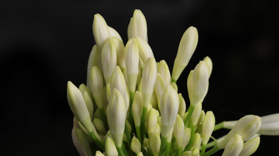 Artist Samida Sargeant MD | 3 Yara St, Russell Island QLD 4184, Australia | Phone: 0423 686 872