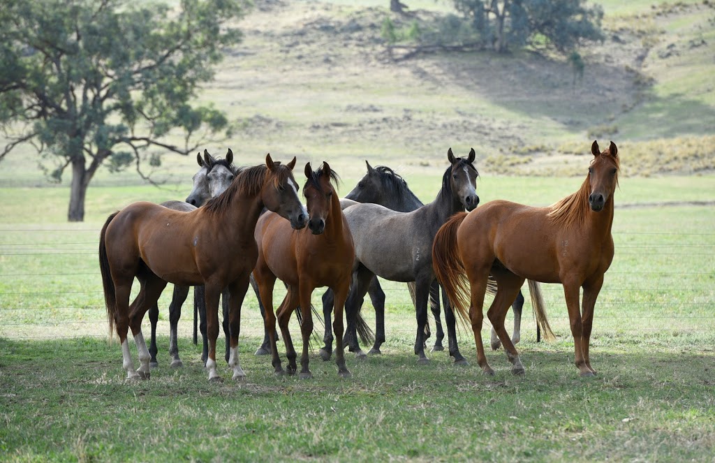 Oso Arabians & Murray Grey Cattle |  | 387 Knox Rd, Table Top NSW 2640, Australia | 0428849720 OR +61 428 849 720