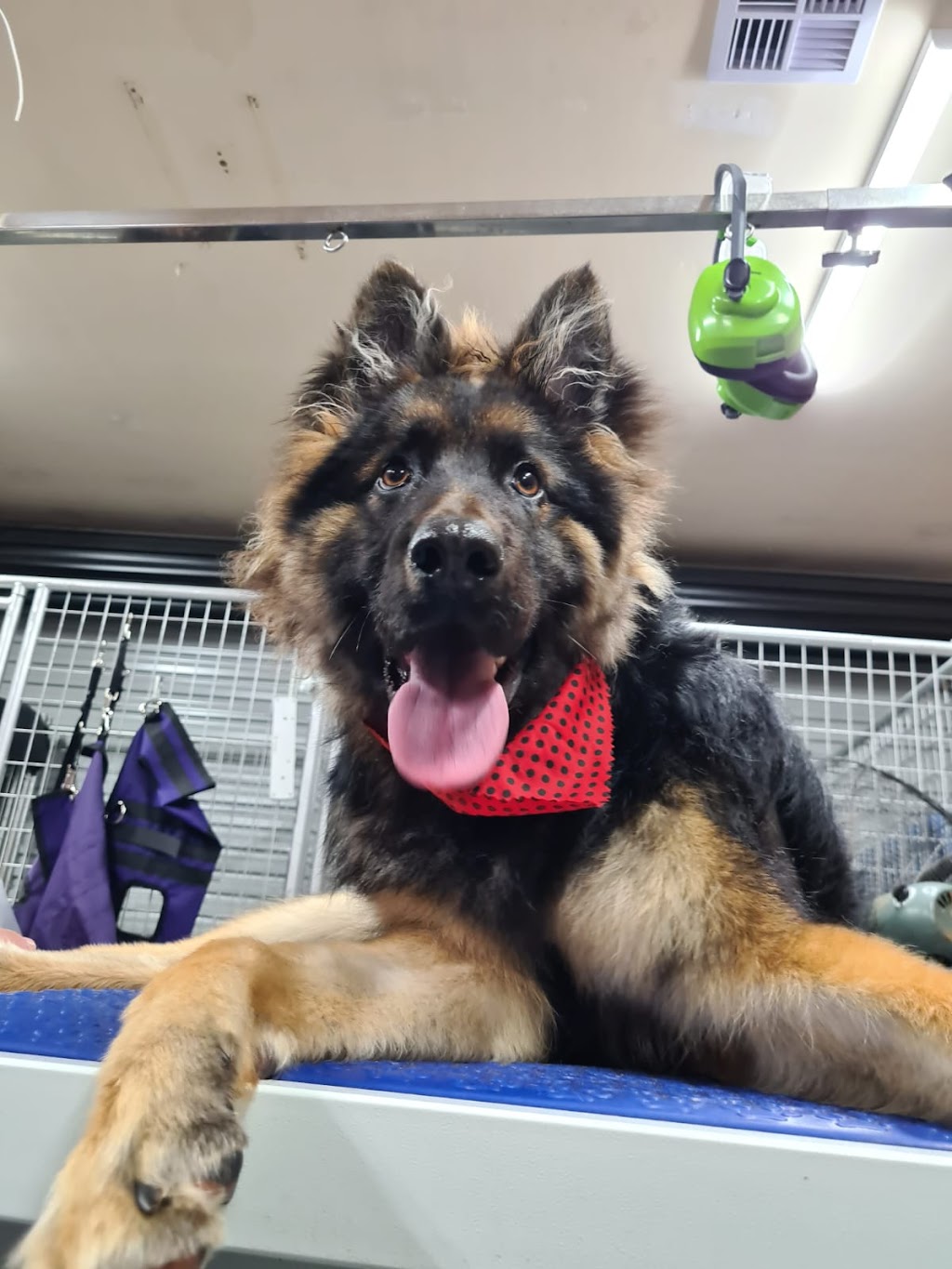 Northern Dog Grooming | 44 Northern Cres, Craigieburn VIC 3064, Australia | Phone: 0421 888 640