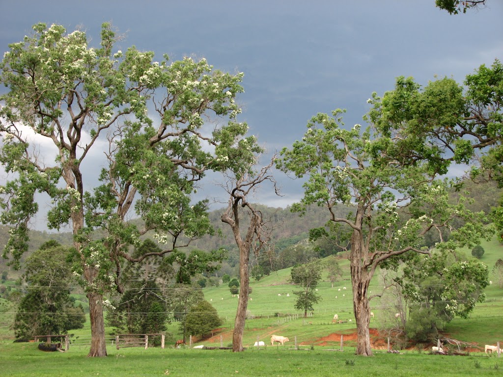 KANDANGA VALLEY STUD | 1226-1229 Kandanga Creek Rd, Upper Kandanga QLD 4570, Australia | Phone: (07) 5484 3359