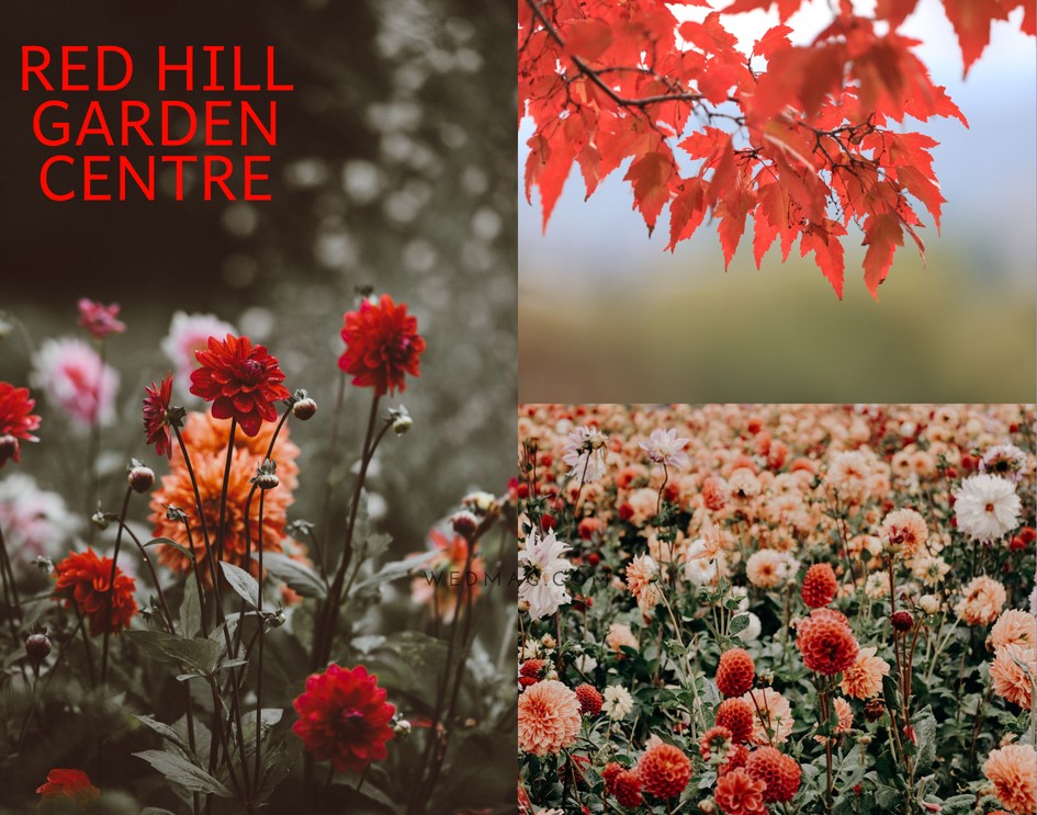 Red Hill Garden Centre | store | 79 Arthurs Seat Rd, Red Hill VIC 3937, Australia | 0359892683 OR +61 3 5989 2683