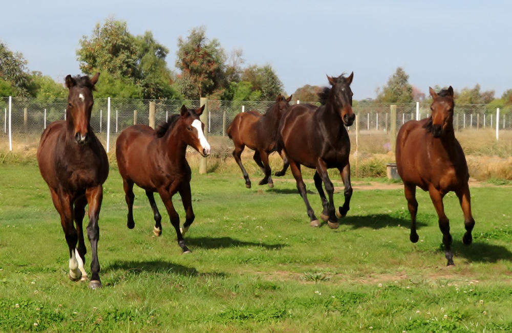 Mulholland and Burke - Thoroughbreds for Sale |  | 175 Graham Rd, Lancaster VIC 3620, Australia | 0457871632 OR +61 457 871 632
