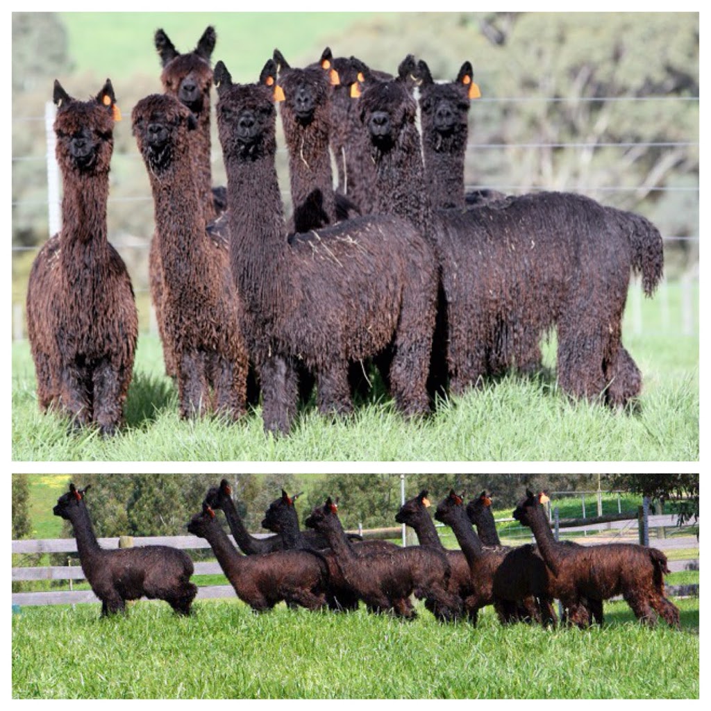 Serialars Suri Alpacas | 2947 Walbundrie Rd, Walbundrie NSW 2642, Australia | Phone: 0413 145 189