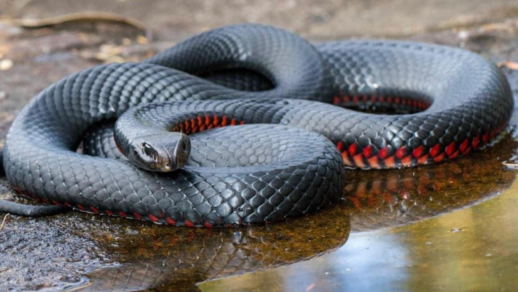 Stewy The Snake Catcher | 278 Ballan Rd, Wyndham Vale VIC 3024, Australia | Phone: 0413 277 588