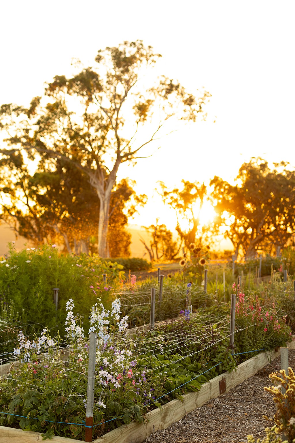 Valley View Flower Farm - You Pick Experience | 151 Burns Rd, Wisemans Creek NSW 2795, Australia | Phone: 0467 597 713