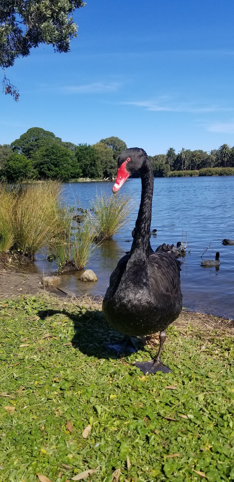 Centennial Park | park | 15 Locked Bag, Paddington NSW 2021, Australia | 0293396699 OR +61 2 9339 6699