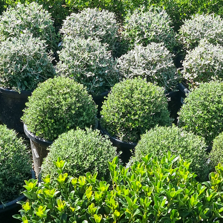 Plantmark Wantirna | 771 Boronia Rd, Wantirna VIC 3152, Australia | Phone: (03) 9845 6900