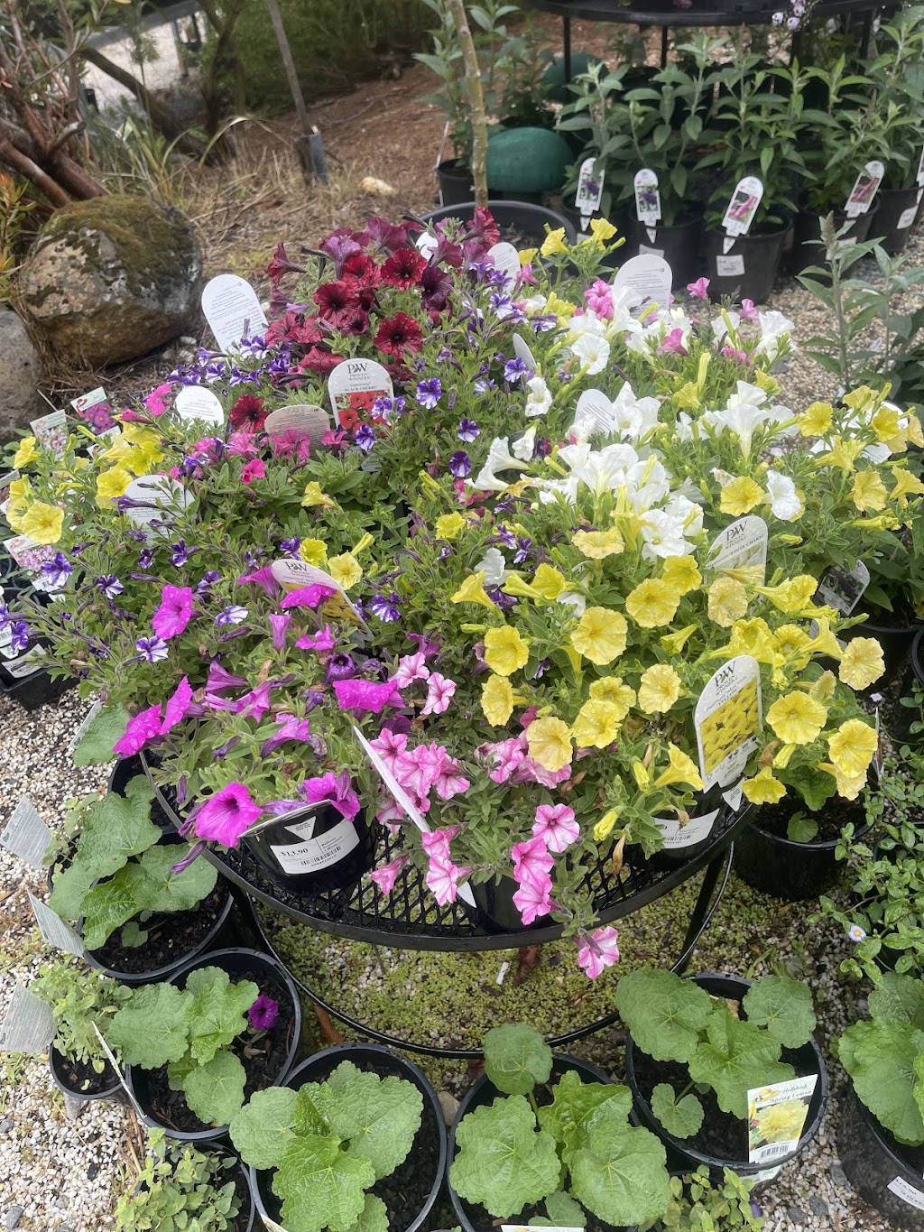 Aussie Outdoor Nursery & Emporium Ballarat | 9527 Western Fwy, Warrenheip VIC 3352, Australia | Phone: (03) 5331 8272