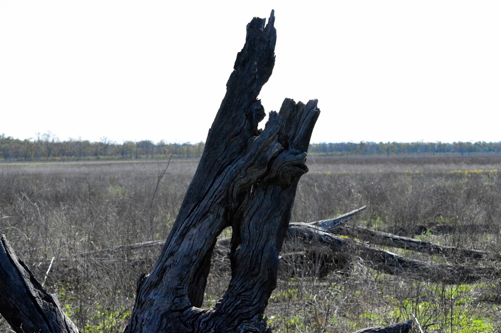 Lake Murphy Conservation Park | Broadmere QLD 4420, Australia