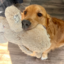 Oscars Groom Room | 410 Wy Yung-Calulu Rd, Ellaswood VIC 3875, Australia | Phone: 0419 608 812