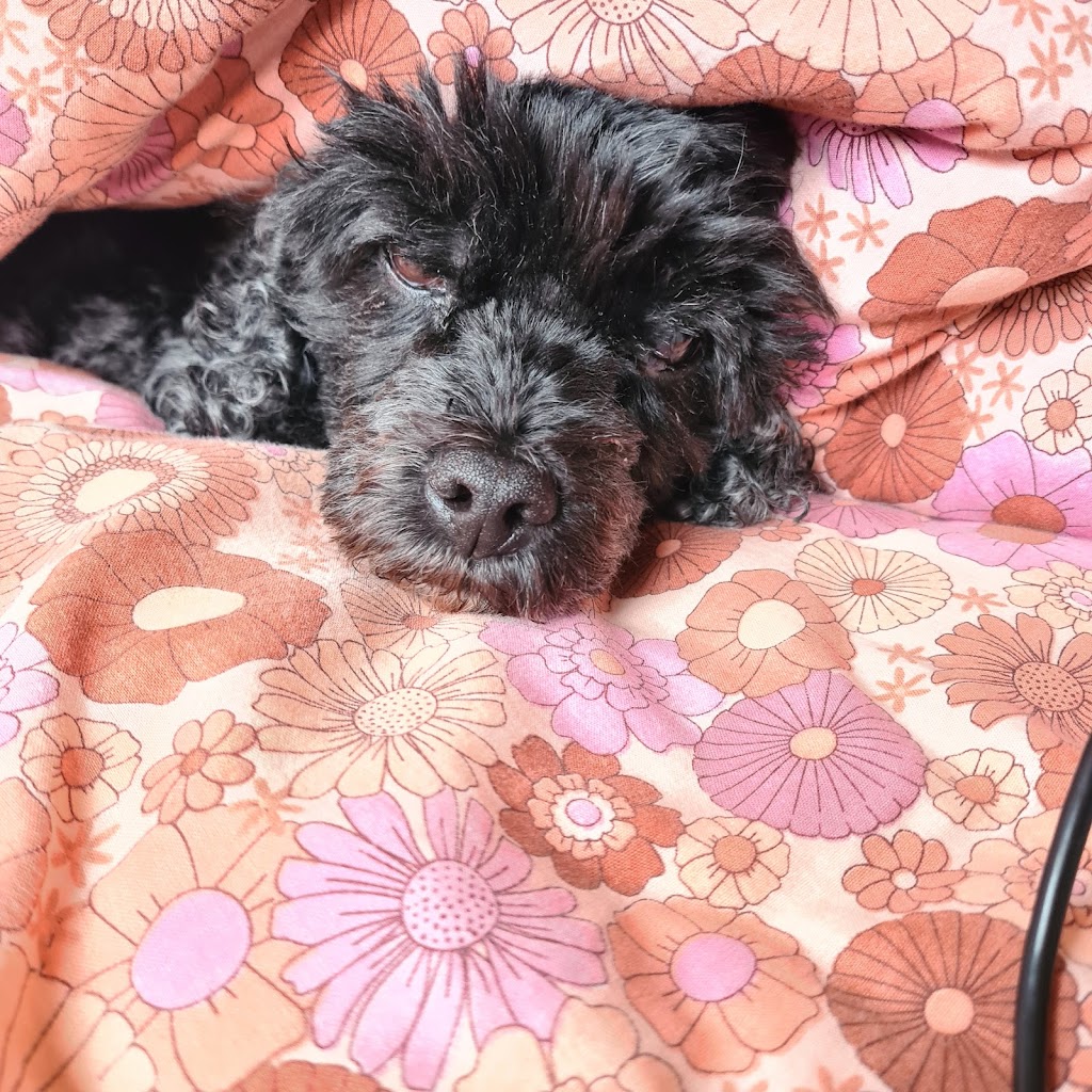 Simply Pawfection Dog Grooming Salon - Ballan | 5A Blackwood St, Ballan VIC 3342, Australia | Phone: 0412 537 864