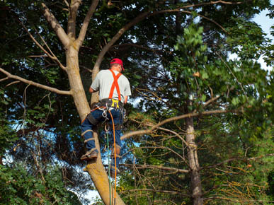 All Seasons Tree Lopping Services | Servicing Blacktown, Blue Mountains, Hills District, Windsor, Marsden Park Jordan Springs, Rouse Hill, Kellyville, Baulkham Hills, Bella Vista Carlingford Katoomba, Springwood, Emu Plains, Blaxland, 17 Muscio, Colyton NSW 2760, Australia | Phone: 0423 682 322