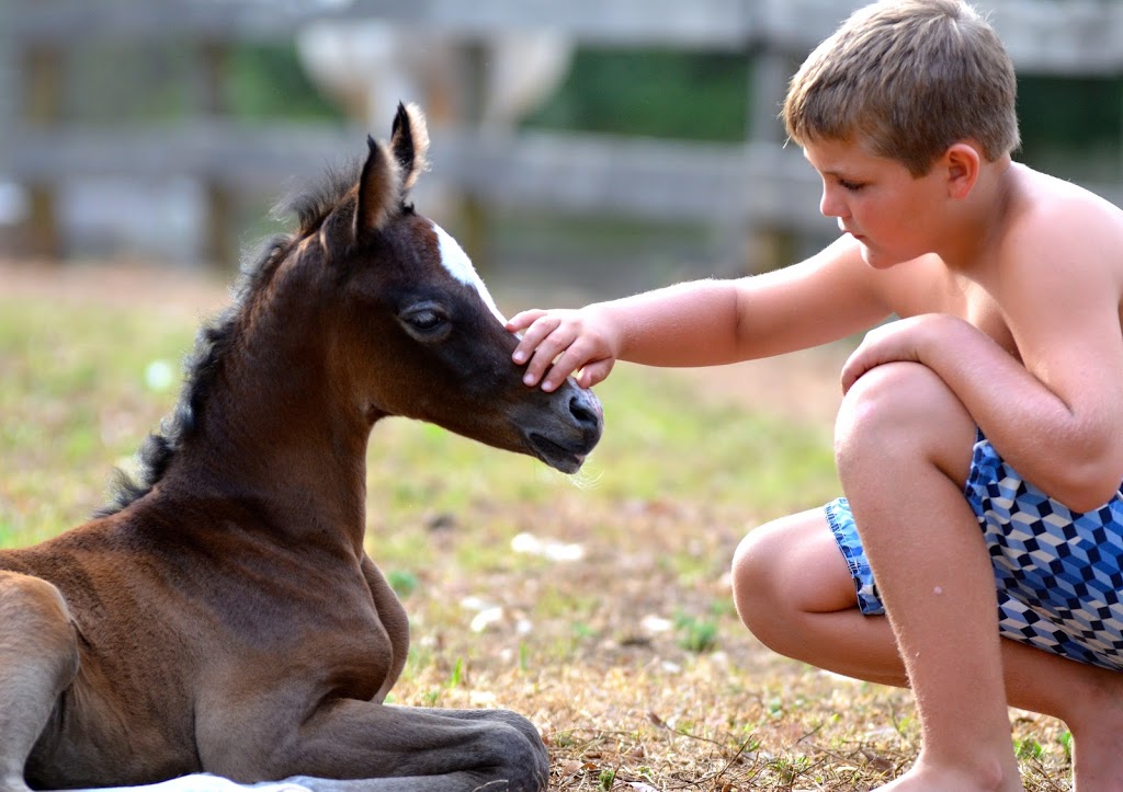 The Palms Arabians | 239-255 Scott Ln, North MacLean QLD 4280, Australia | Phone: 0414 779 910