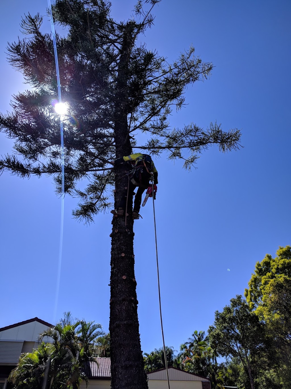 BTLC Tree Lopping | 215 Missigs Rd, Haigslea QLD 4306, Australia | Phone: 0420 252 194