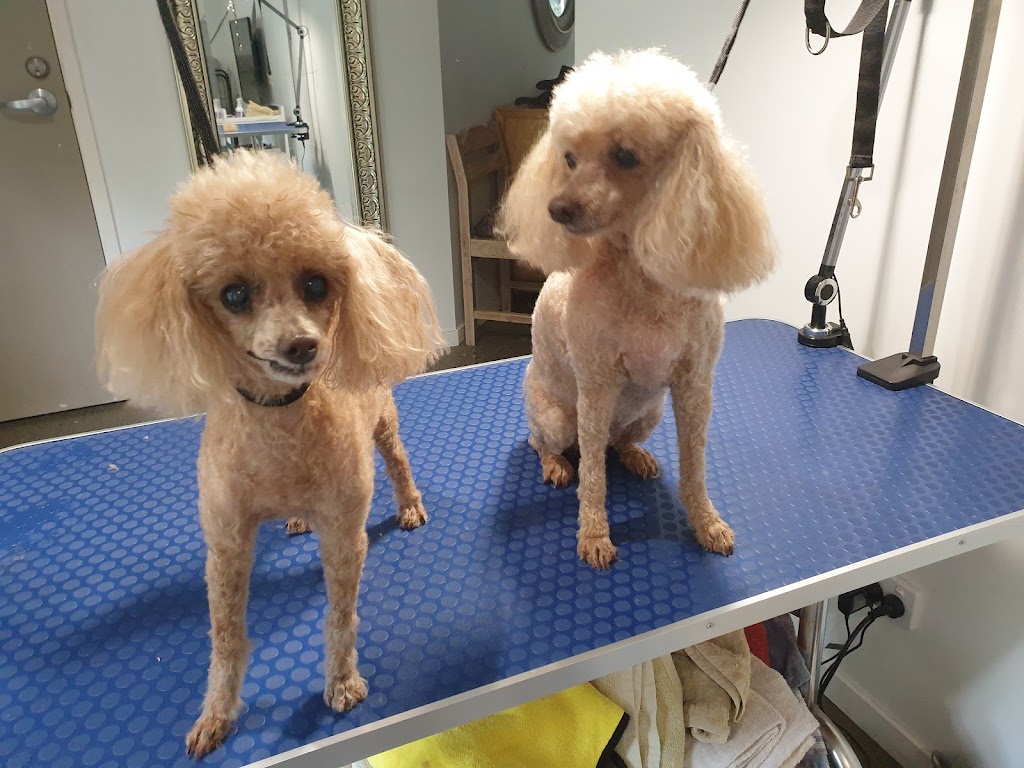 Fab Fur Dog Grooming | Candy Creek Rd, Guanaba QLD 4210, Australia | Phone: 0420 859 751