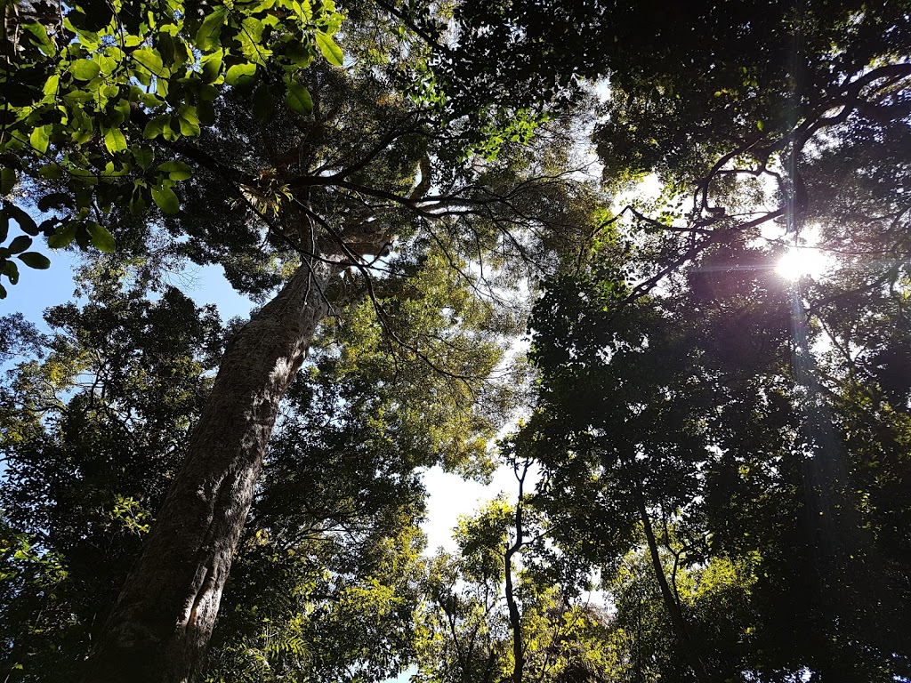 Mount Lewis National Park (Recovery) | Mount Carbine QLD 4871, Australia