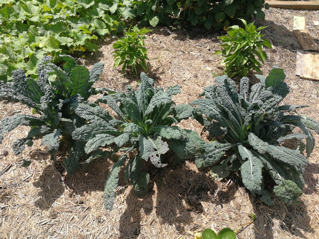 Willsmere Station Community Garden | park | Outer Cir Rail Trail, Kew East VIC 3102, Australia