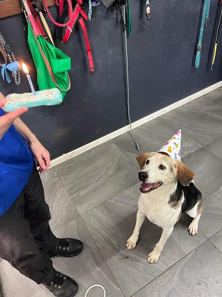 Doggos on Shelomith | 97 Shelomith Dr, Acton Park TAS 7170, Australia | Phone: 0439 984 260